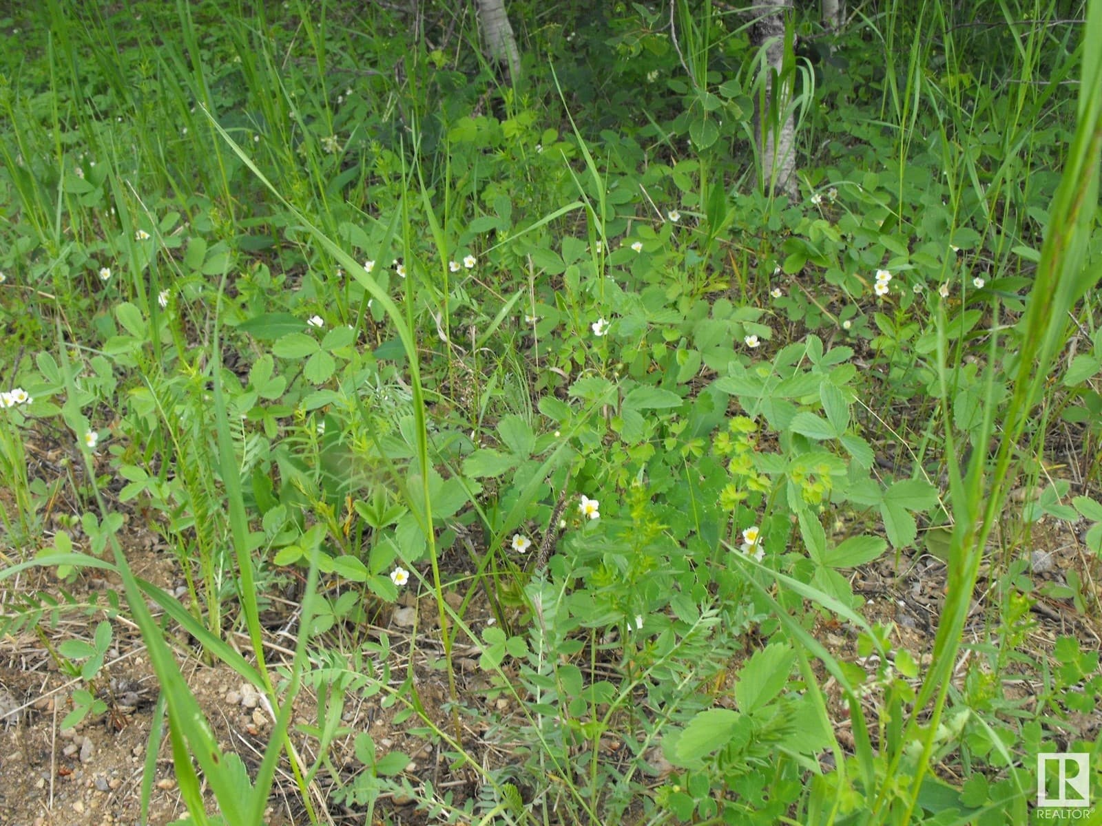 131 56514 Rg Rd 60 — photo 4