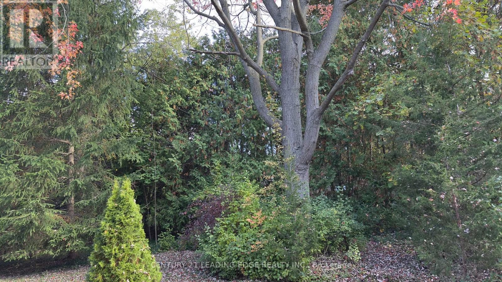 117 WESTWOOD LANE photo 4