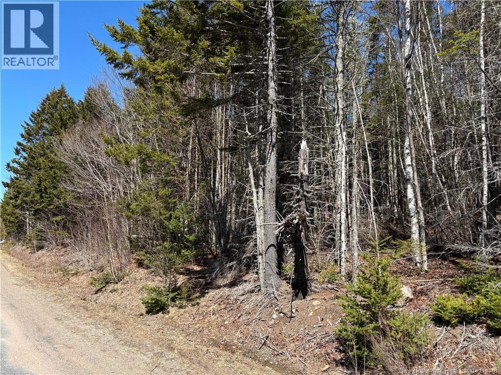 Shore Road photo 3
