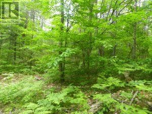 50 ACRES IN MUSKOKA NORTH OF BALA PCL 31045 photo 5