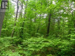 50 ACRES IN MUSKOKA NORTH OF BALA - PCL 31045 photo 4