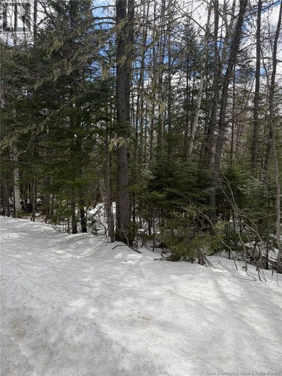 3.7 Acres Route 435 photo 4