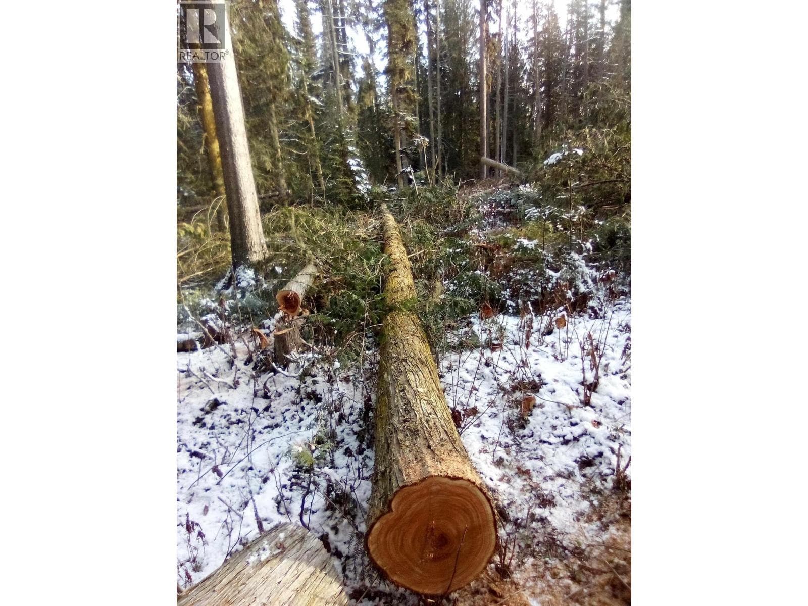 BLK D DOME CREEK photo 5