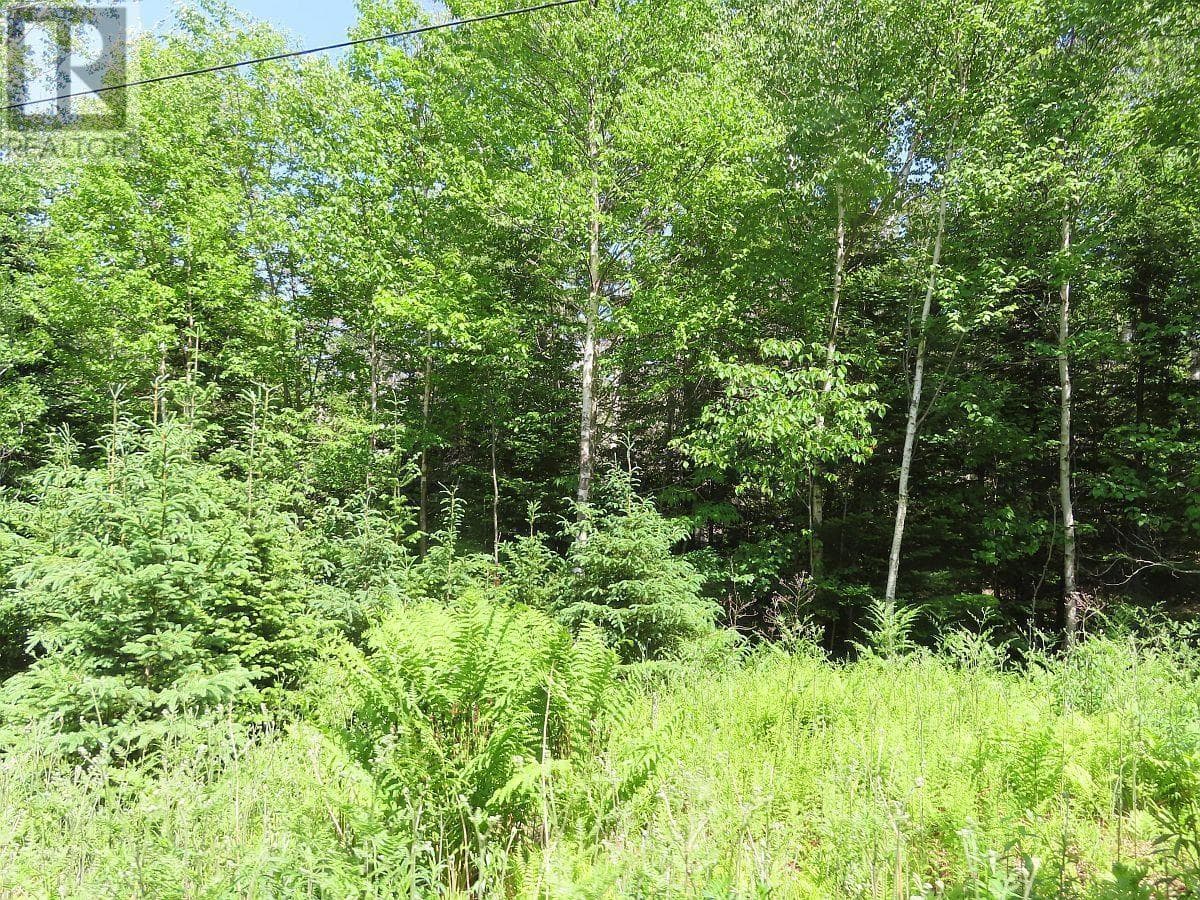 99-5 72 Naturer Dream P Boulevard photo 4