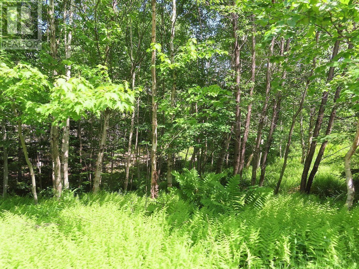 99-5 72 Naturer Dream P Boulevard photo 3
