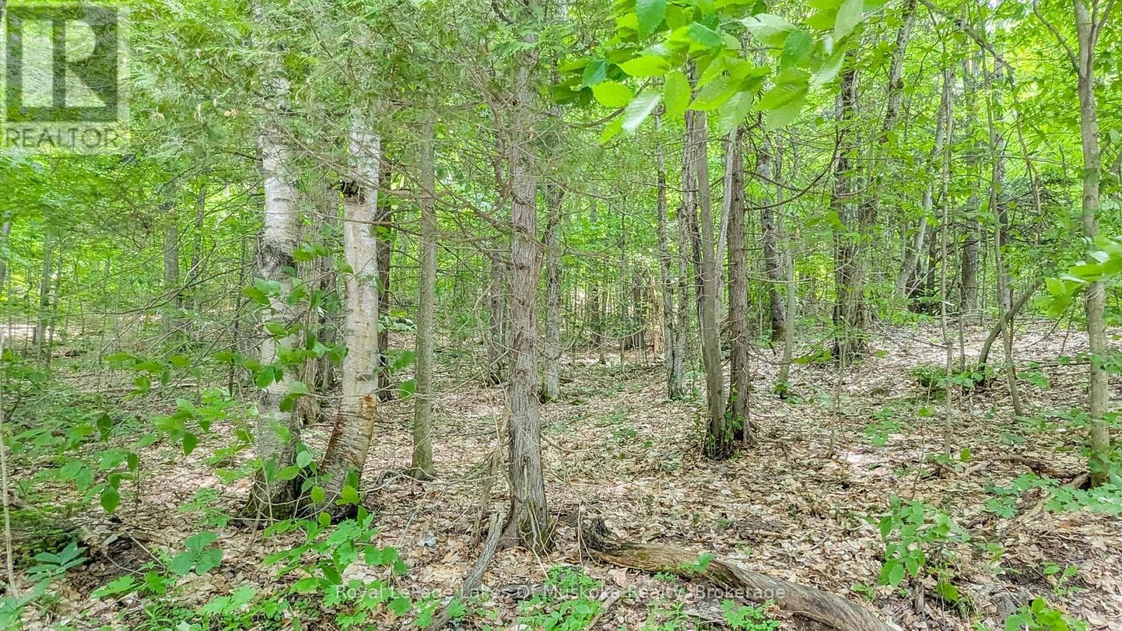 0 ROSSEAU LAKE RD 1 photo 4