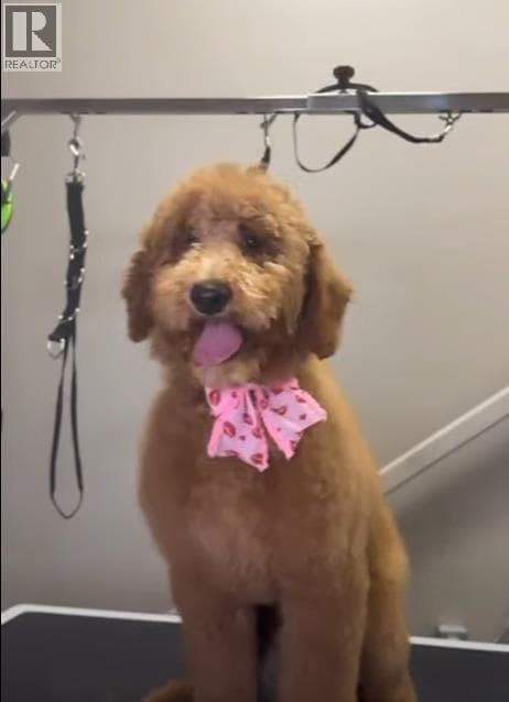 567 Calgary Pet Store with Grooming Place — photo 3